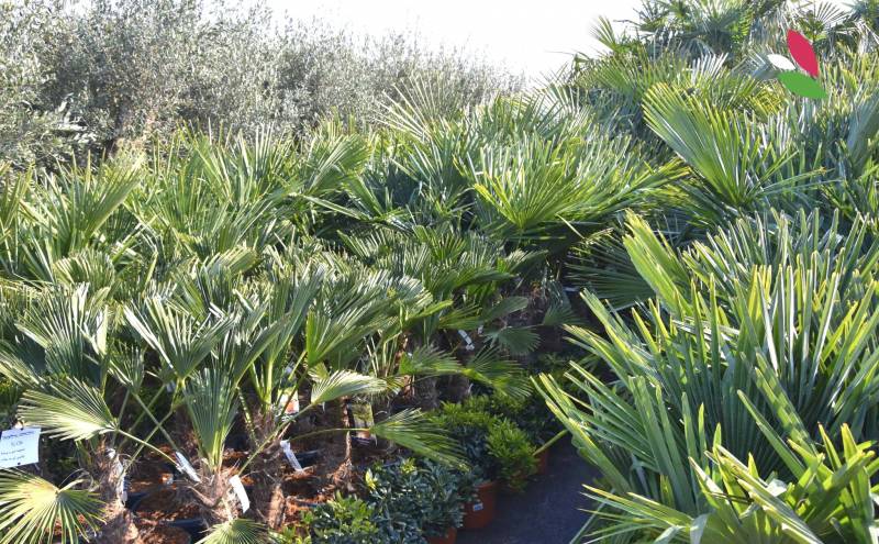 Les palmiers résistant au froid dans la région Rhône-Alpes