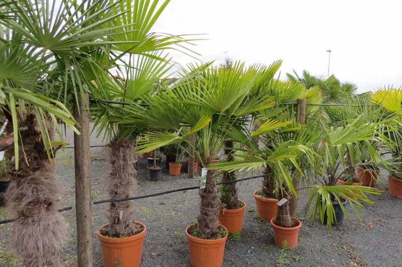 palmiers arbres villefranche 