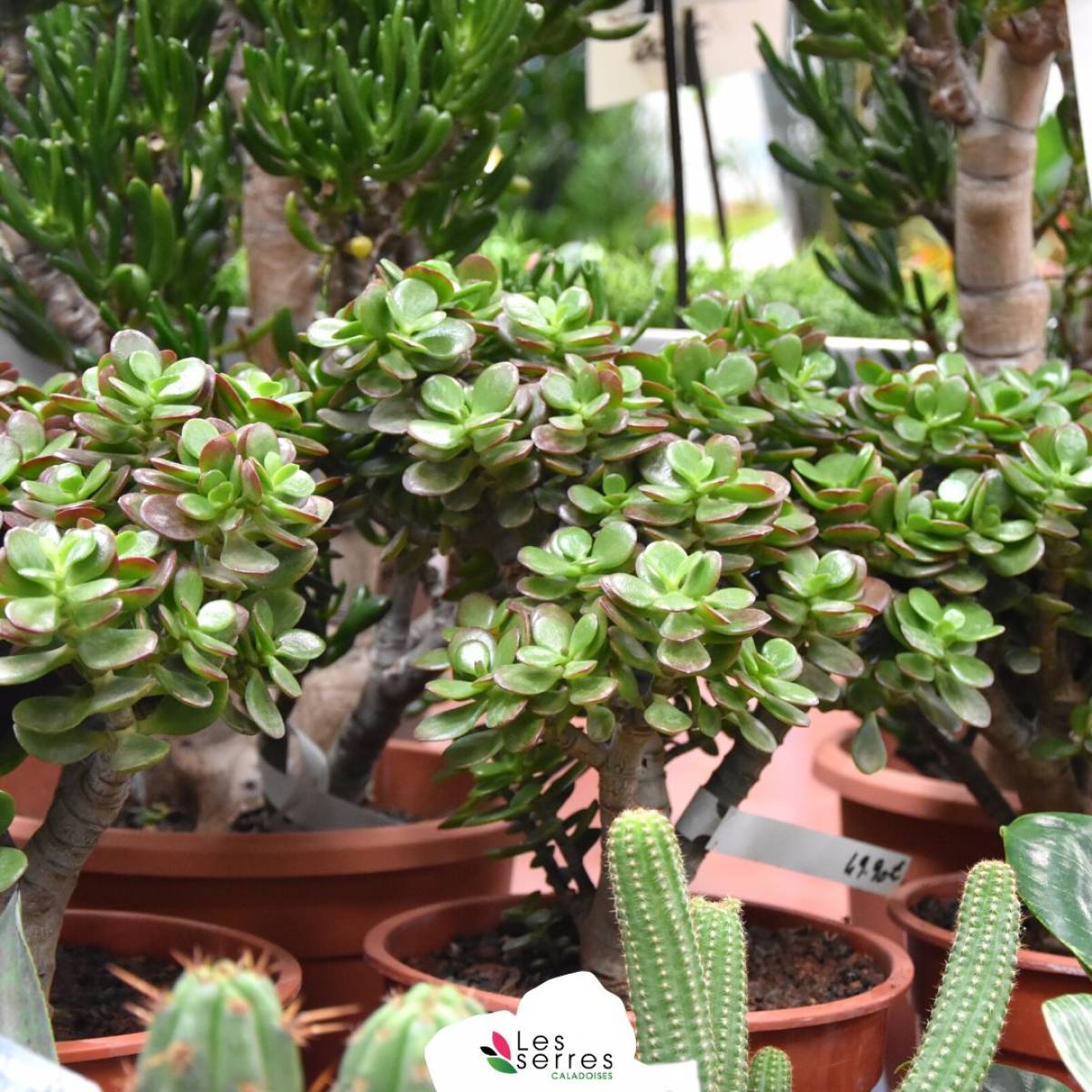 Les 9 erreurs les plus fréquentes sur les plantes d'intérieur