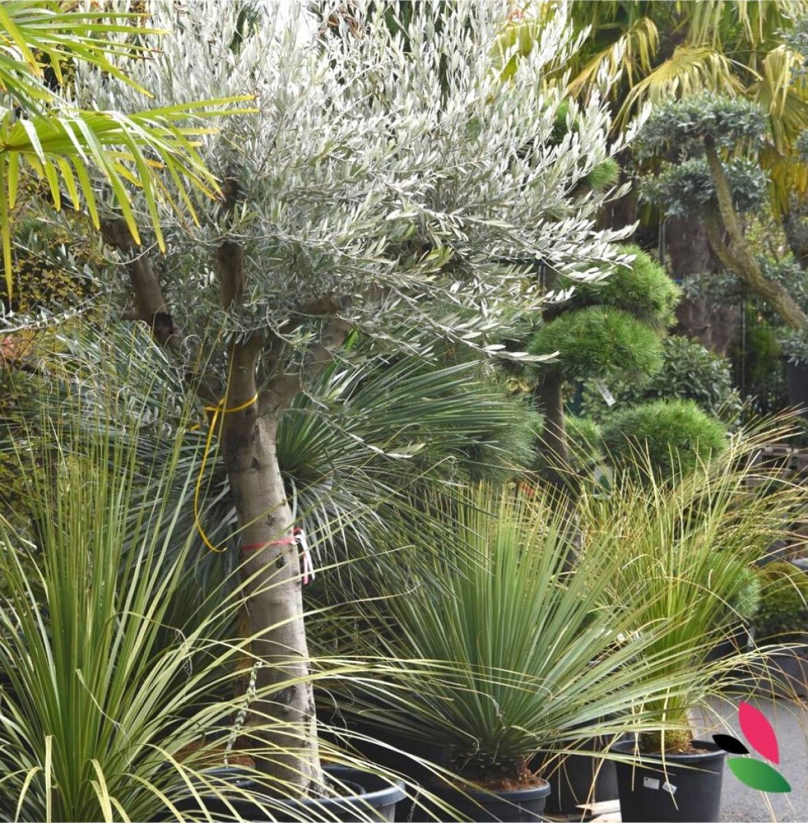 C’est le moment de planter de la plante méditerranéenne