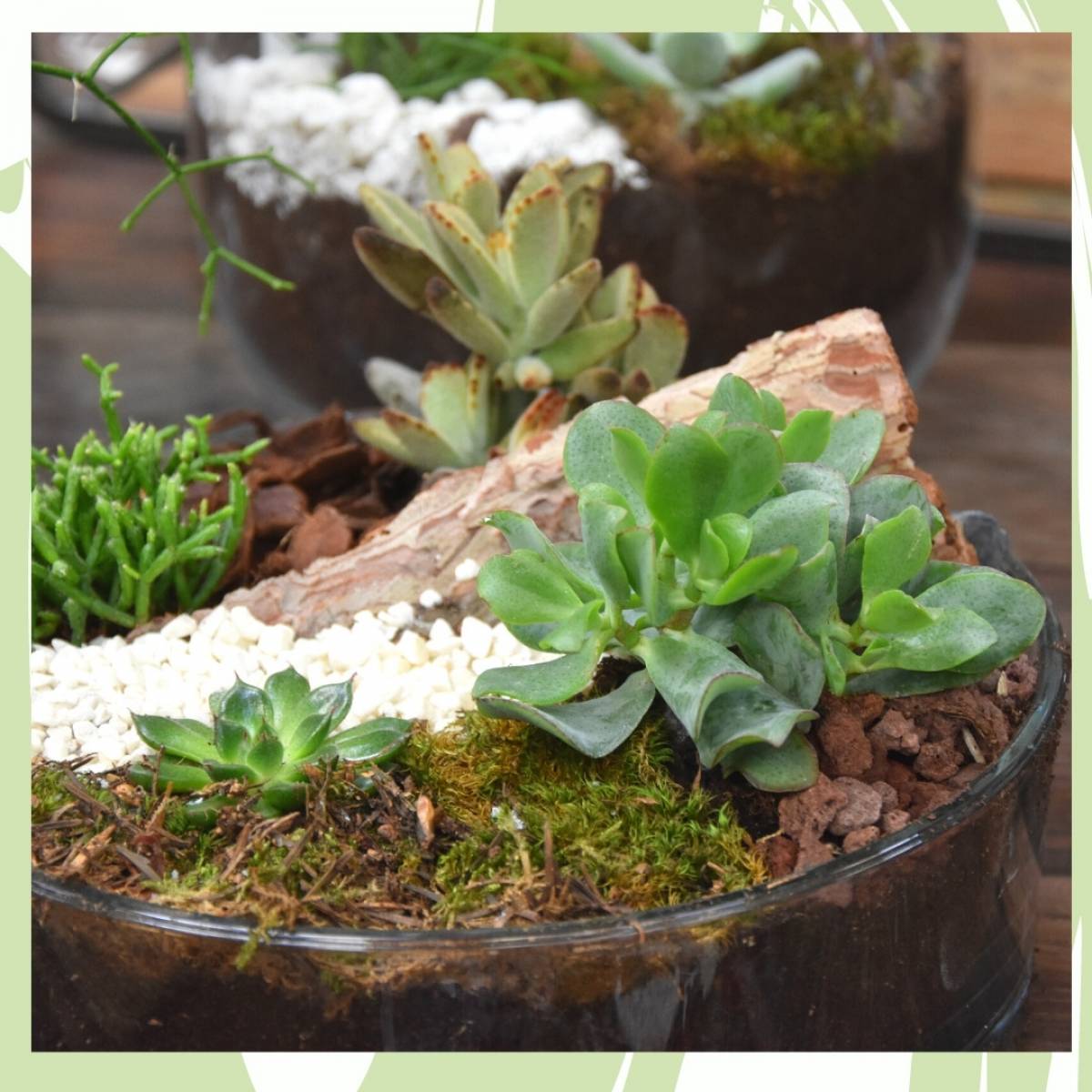[Terminé] Planning des ateliers Terrarium 2025