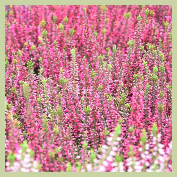 Fleurissons la Toussaint !