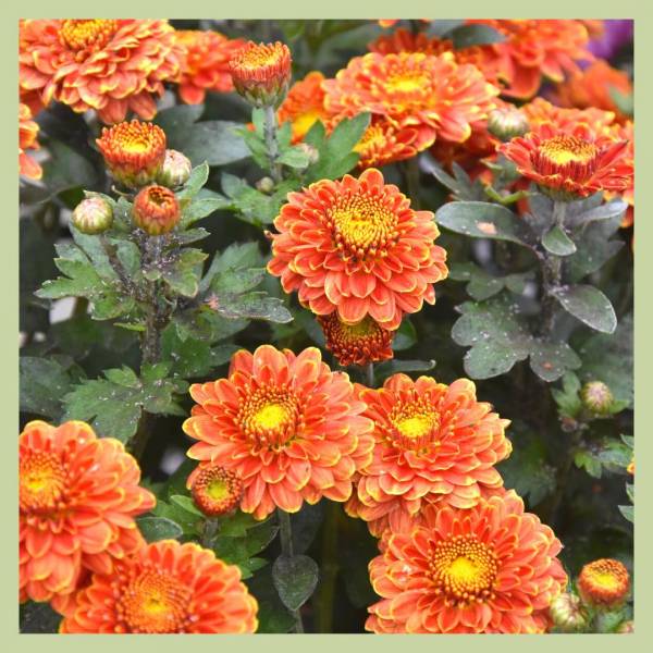 Fleurissons la Toussaint !