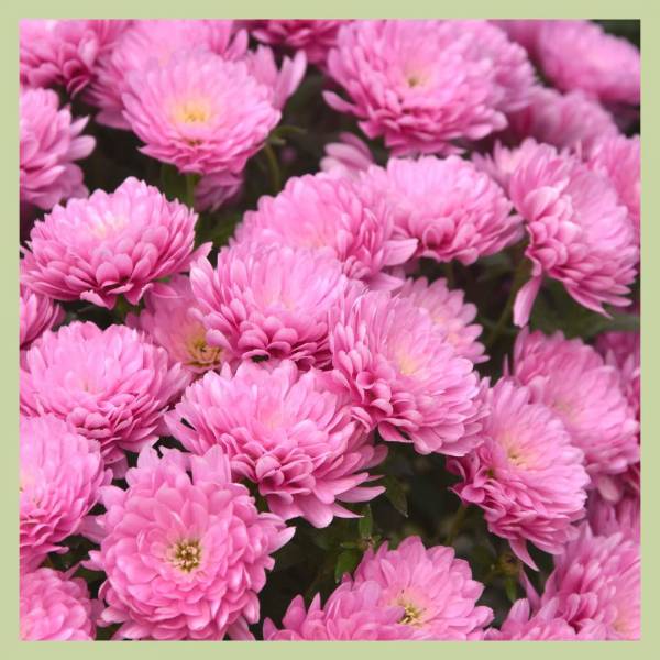 Fleurissons la Toussaint !