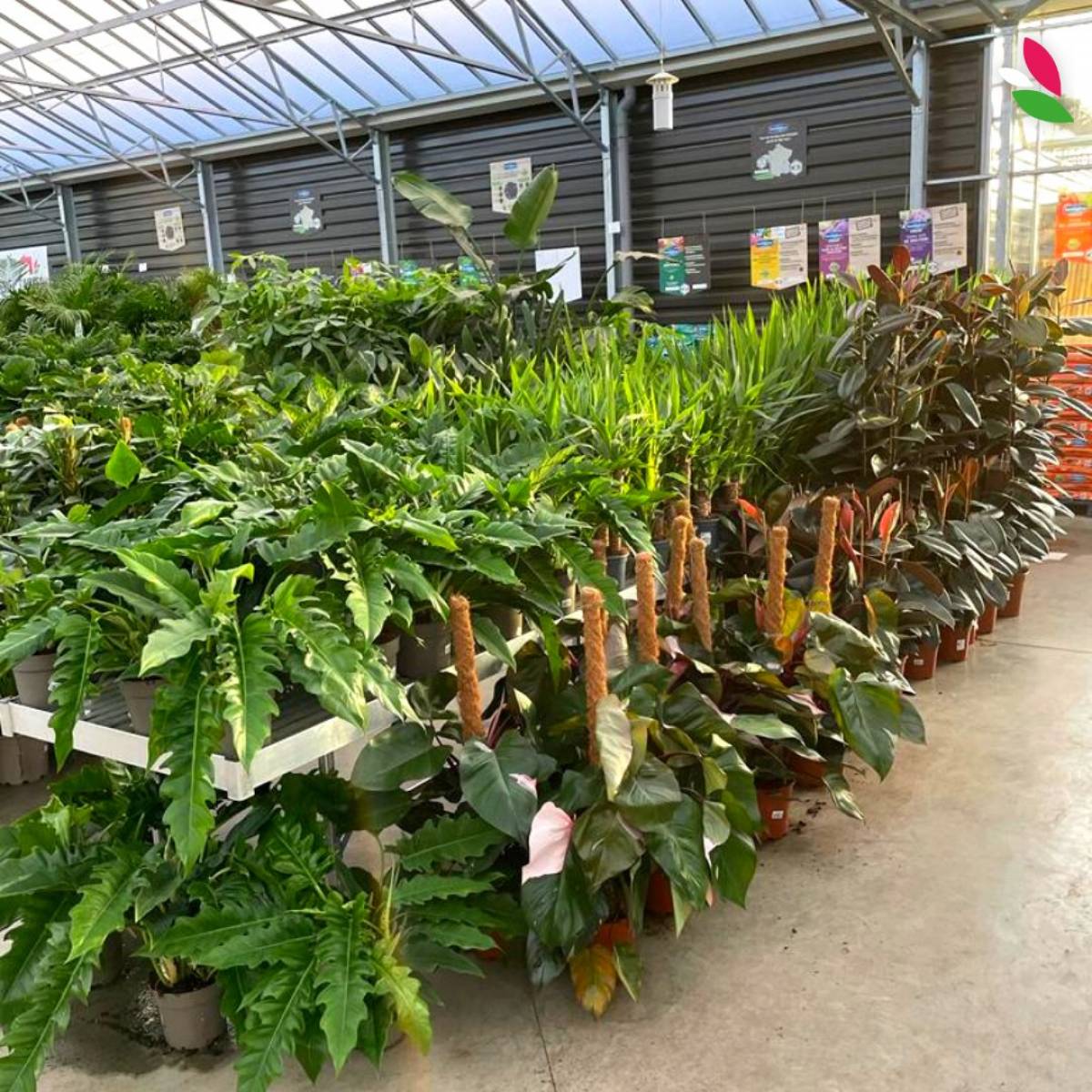 Arrivage exceptionnel de plantes d'intérieur