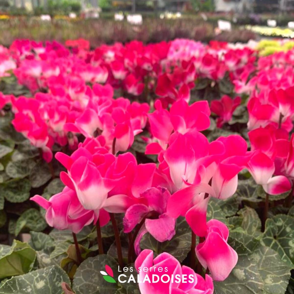 Cyclamen