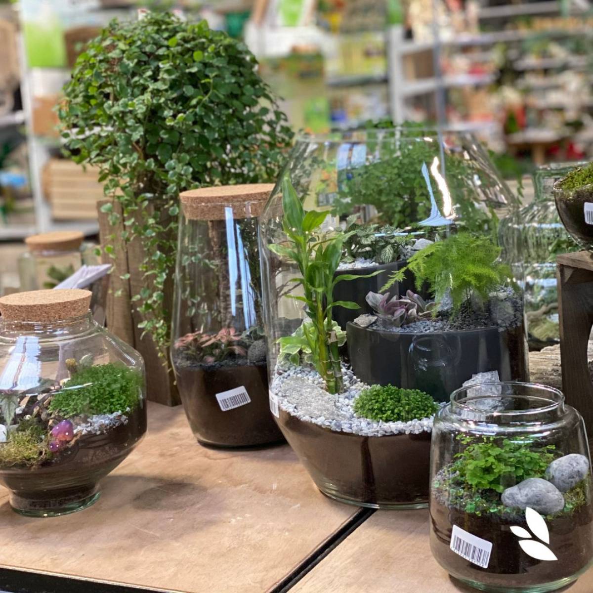 Ateliers terrariums à Villefranche-sur-Saône (69400)