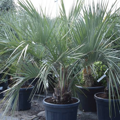 Butia-Capitata