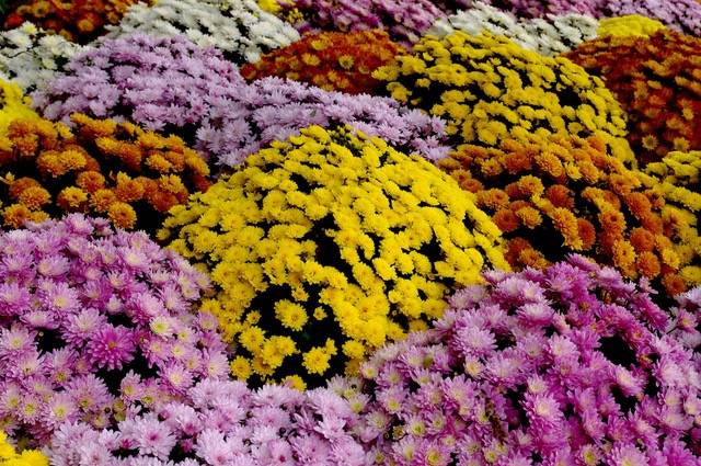 Les Chrysanthèmes de la Toussaint