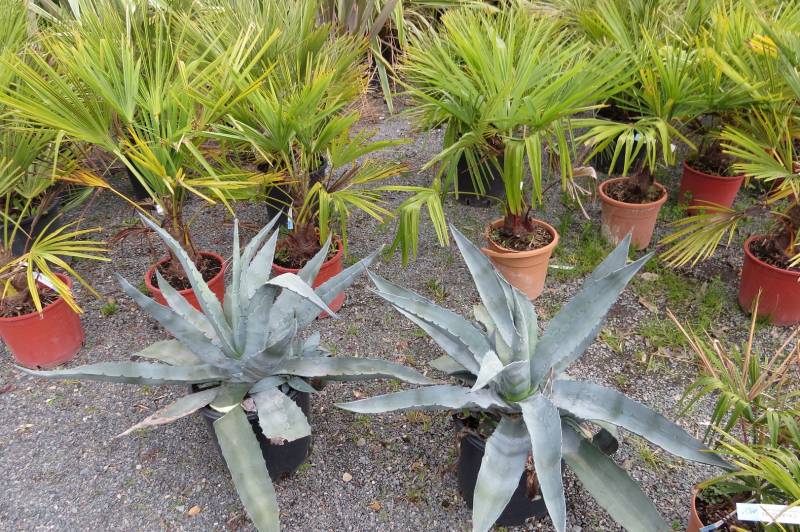 Plantes méditéranéenne