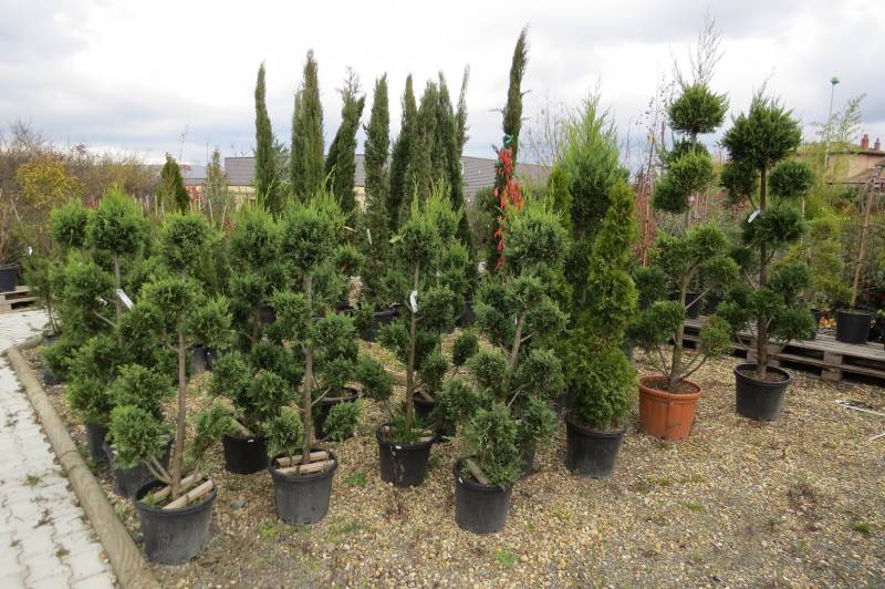 Plantes méditéranéenne