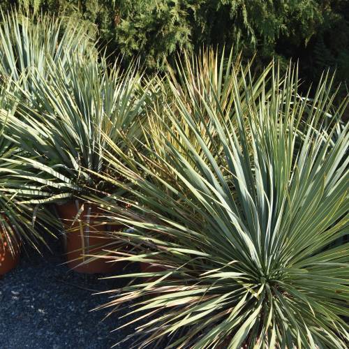Yucca-Elephantipes Jewel